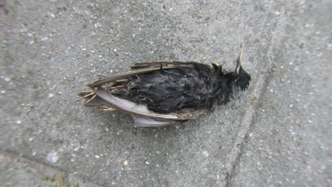 dead starling top down close up