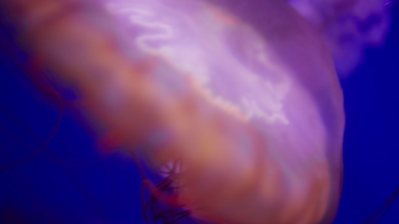 Jellyfish in the Deep Blue