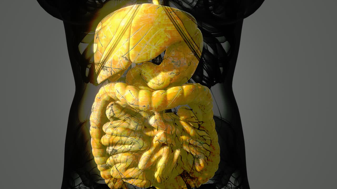 anatomía detallada del sistema digestivo humano