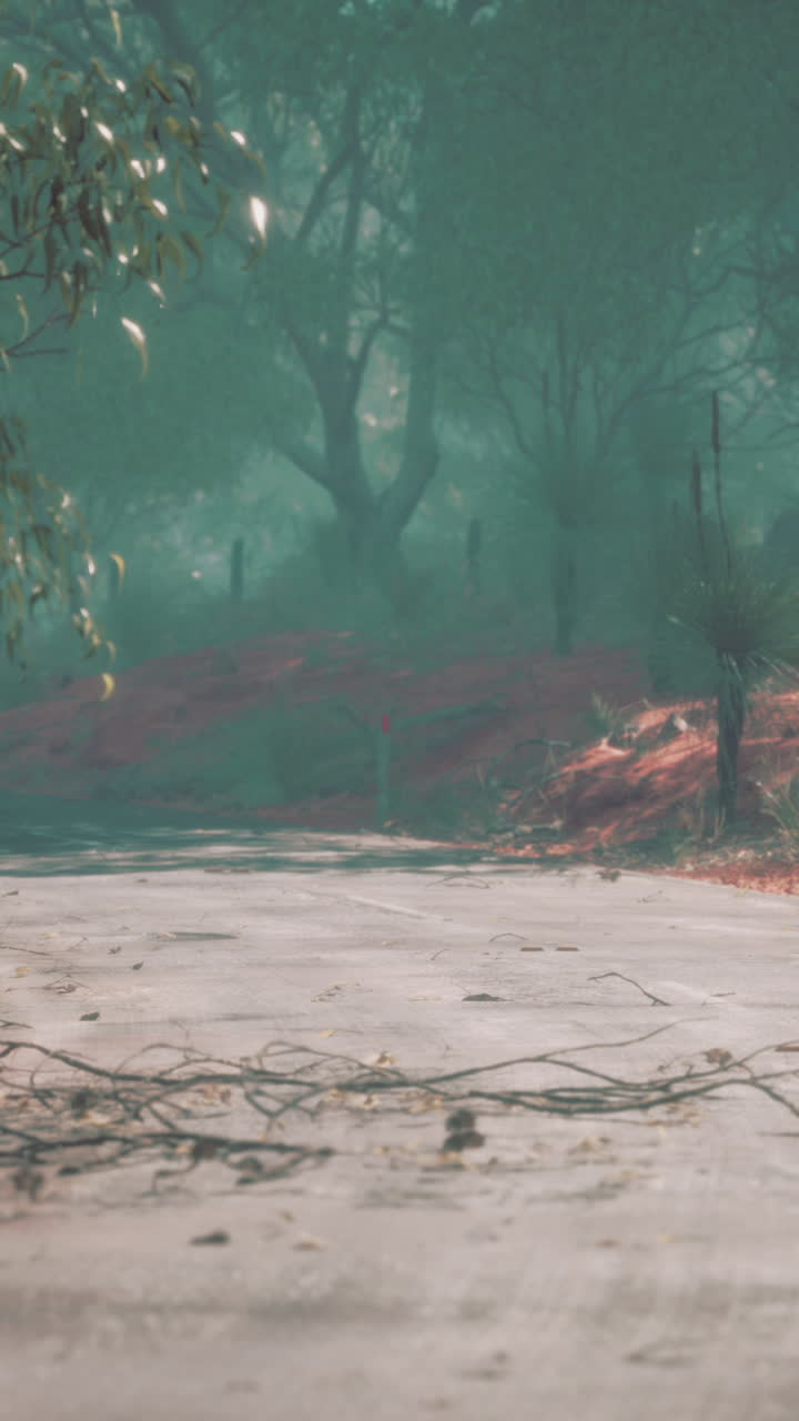 Foggy Road in the Australian Bush