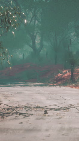 foggy road in the australian bush