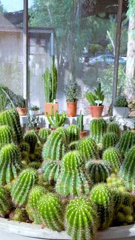 cactus vibrantes dispuestos en un entorno de invernadero