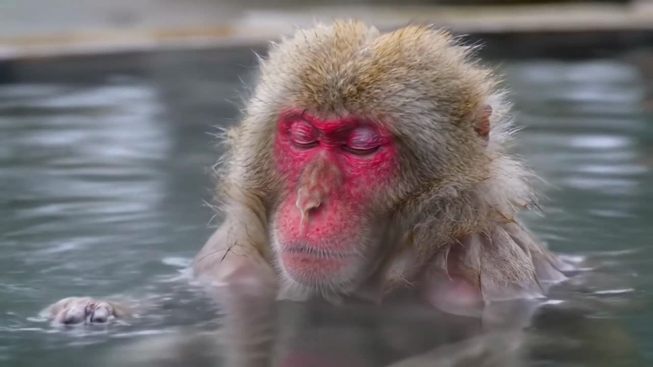 Japanese Macaque Relaxing with Eyes Closed in a Hot Spring