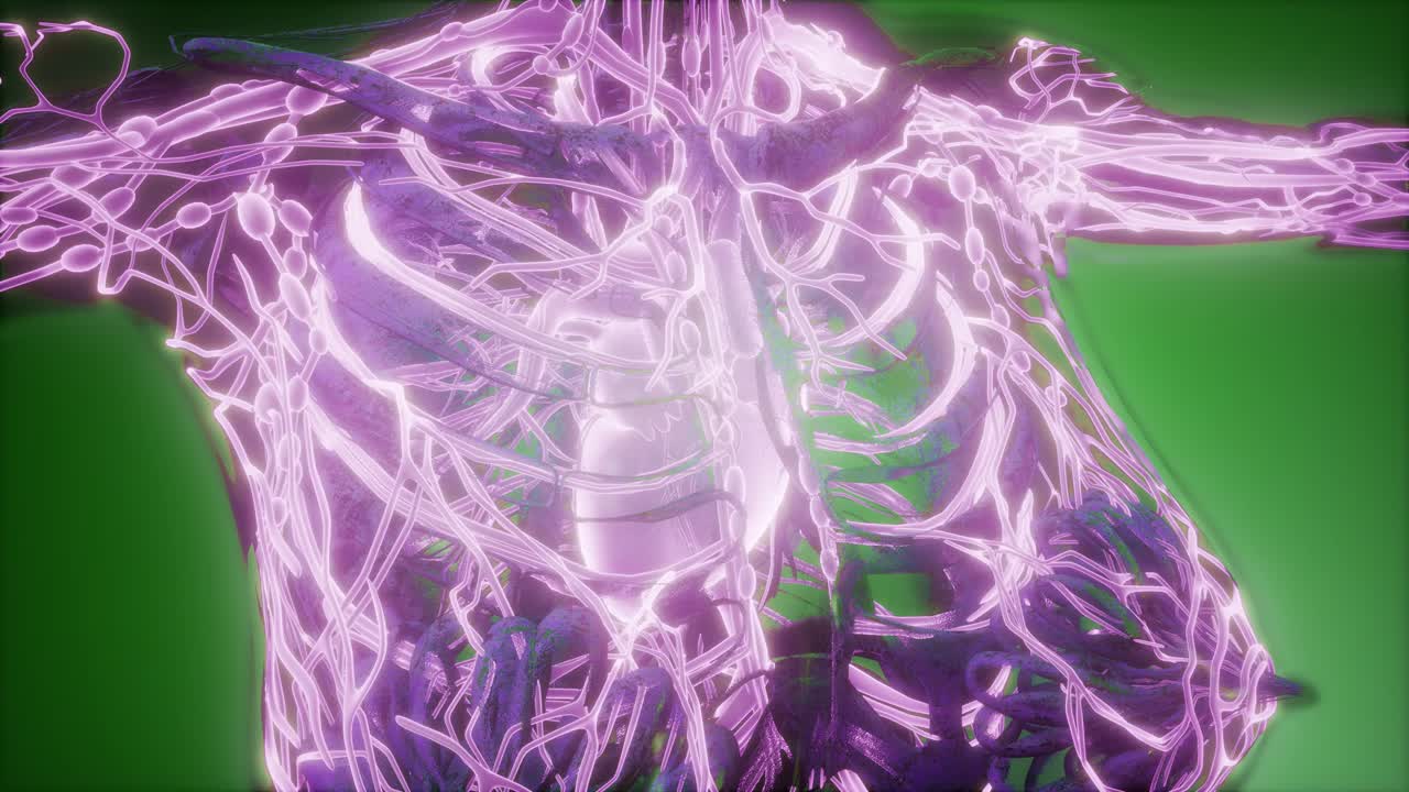 cuerpo humano con vasos sanguíneos brillantes