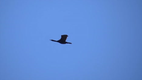 Gans-Fliegt-Tagsüber-Gegen-Den-Blauen-Himmel