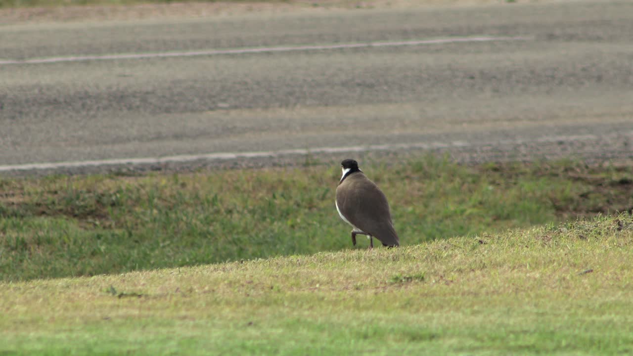 바쁜 도로 자동차가 지나가는 잔디 위에 서 있는 가면을 쓴 lapwing plover