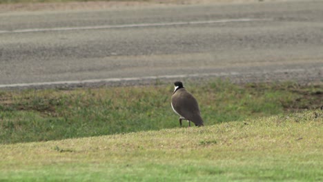 Masked-Lapwing-Plover-Standing-On-Grass-By-Busy-Road-Cars-Going-Past