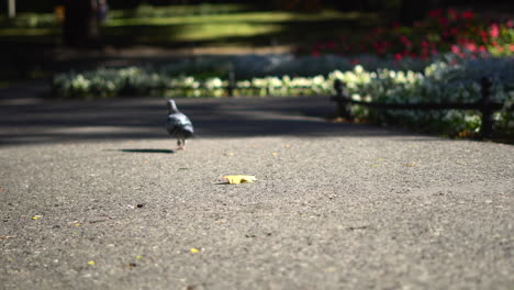 pigeon walking in the park