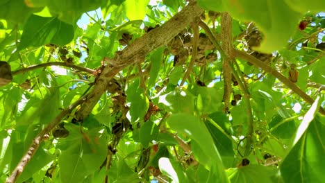 Grüner-Portia-baum-Am-Weißen-Sandstrand,-Blätter-Und-Zweigdetails,-Karibischer-Seehintergrund,-Neigung-Nach-Oben