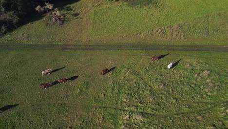 Great-aerial-view-flight-bird's-eye-view-drone
of-horses-pasture-field-brandenburg-havelland-Germany-at-summer-sunset-2022