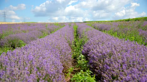 low fly over lavender fields blooming over farmland