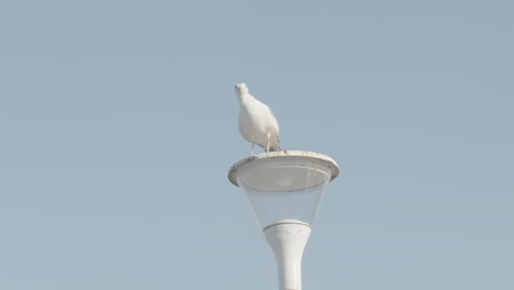 seagull on top of a lamppost begins flight