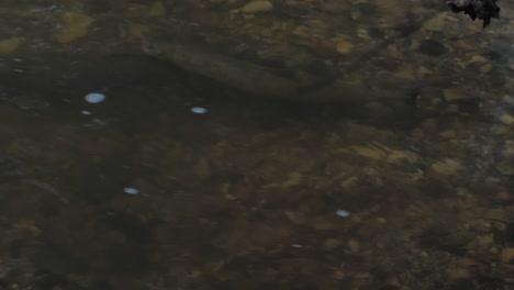 Salmon-spawning-in-shallow-Latvian-rivers