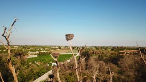 foliage nest on top of dry tree the stork bird long leg white feather orange red beak family life in tropical climate in emigration season in iran dezful palm tree garden groves farm field iran rural