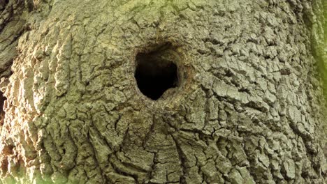 white breasted nuthatch carrying worm into hollow hole of mossy green woodland tree trunk