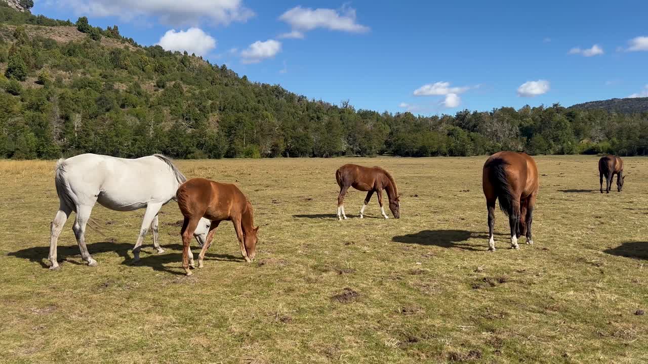 Grazing horses in Patagonia's beautiful open field under a bright sky