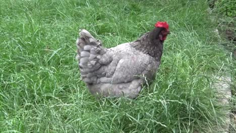 A-Bluebell-hybrid-hen-foraging-in-long-grass