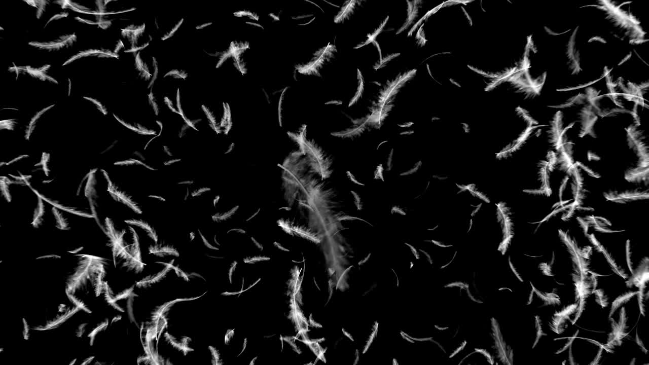 Explosion of feathers