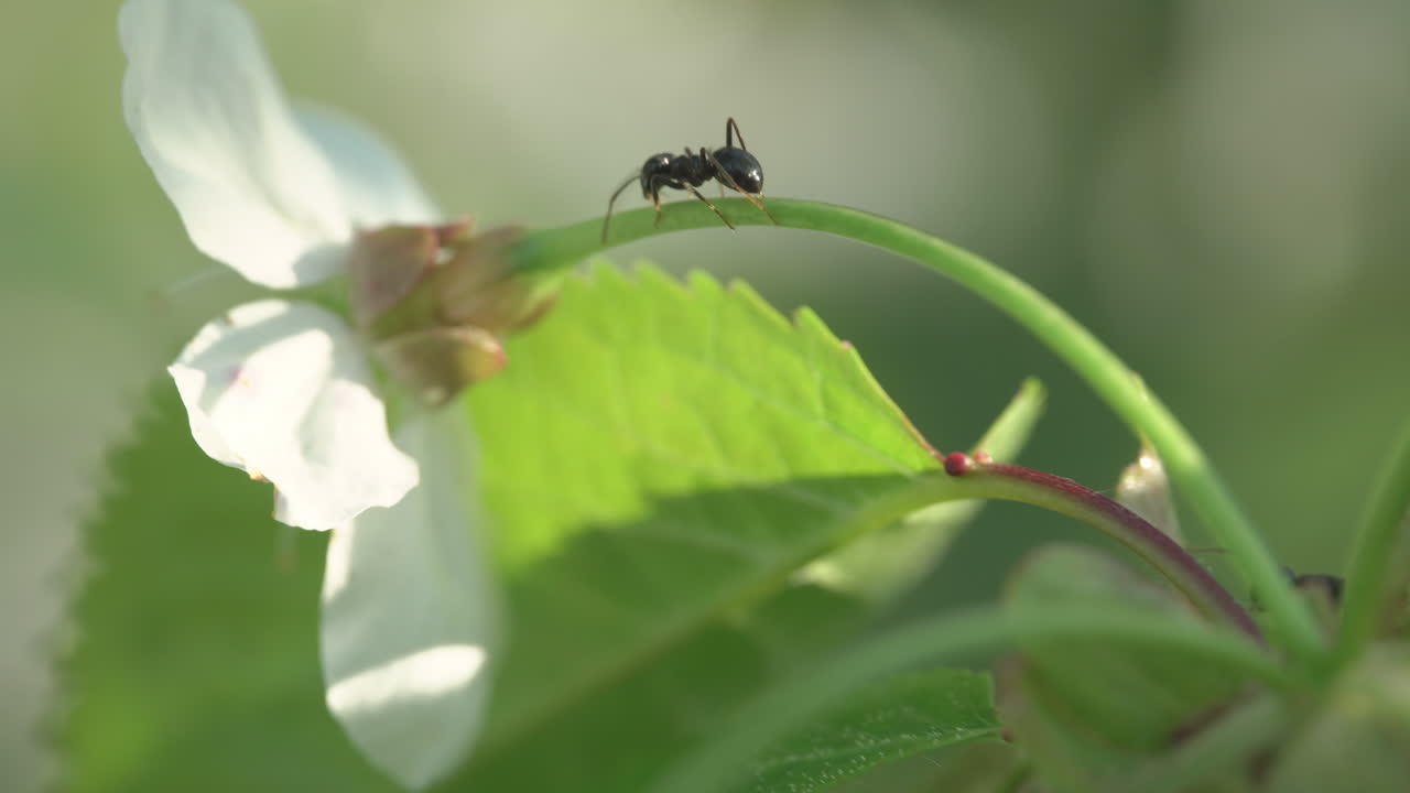 el primer plano de la hormiga negra trepa por la flor del cerezo