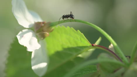 Close-up-of-black-ant-climbs-the-cherry-tree-blossom