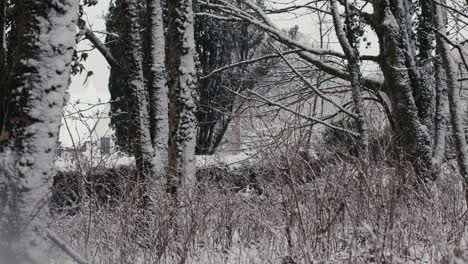 Snow-falling-in-front-of-trees-and-stone-wall-on-windy-day