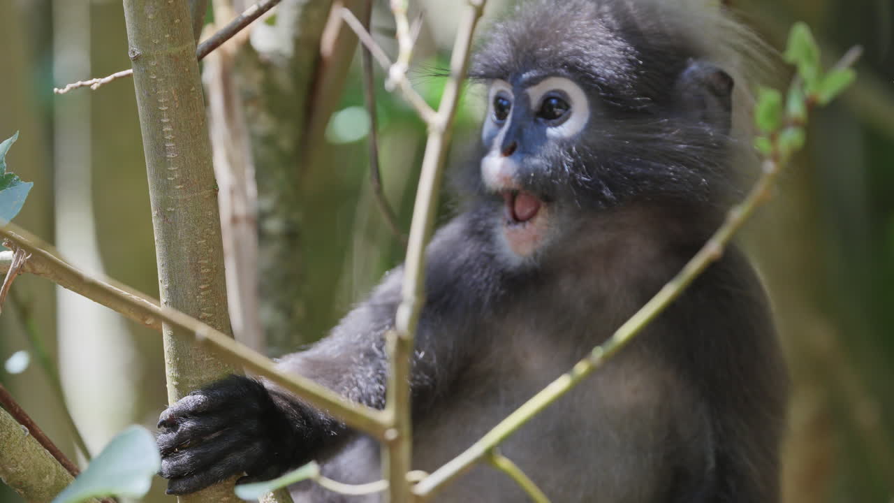 dusky leaf monkeys filmed in langkawi island, malaysia