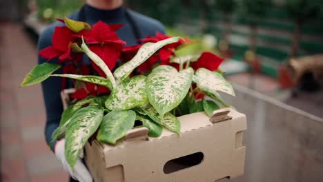 Cropped-view-of-a-gardener-holding-a-box-of-flowers-and-walking-in-floral-garden