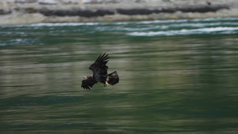 eagle catching fish in the ocean in canada