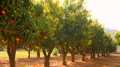 Huerto-De-Mandarinas-Con-Frutos-Maduros-En-Verano-En-España