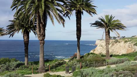 Aerial-Shot-flying-up-to-4-large-palm-trees-with-Pacific-Ocean,-Palos-Verdes-Coastline-and-Point-Vicente-Lighthouse-in-background