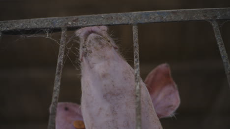 cabeza de cerdo en una jaula