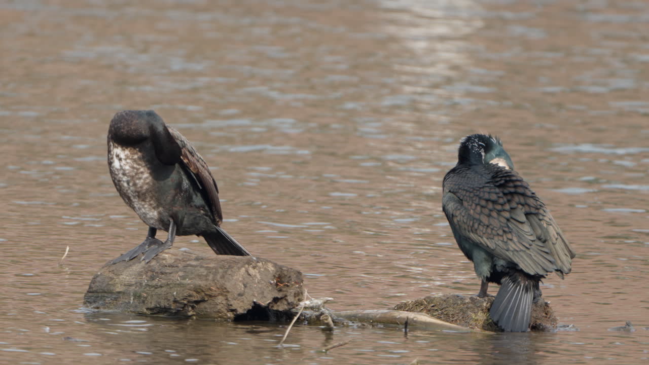 Pair Great Cormorants Birds Preen Feathers or Grooming by Water