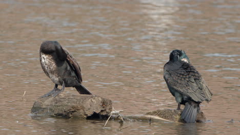 pair great cormorants birds preen feathers or grooming by water