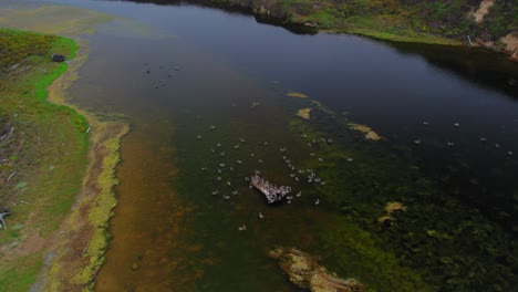 Luftaufnahme-Einer-Großen-Herde-Schwimmender-Vögel-Im-See-Bei-Sonnenuntergang