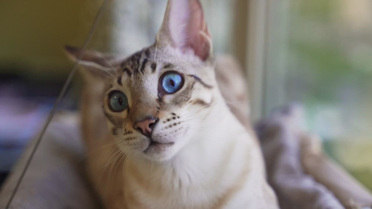 Ritratto di un gatto domestico. Un incrocio di razze Bengala e Orientale.