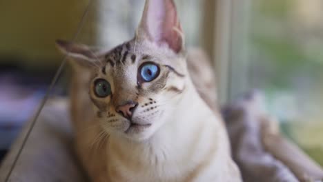 portrait of a domestic cat. a mixture of bengali and oriental breeds