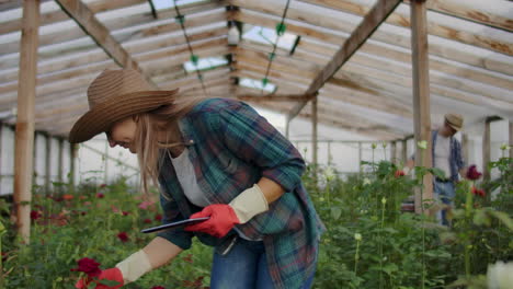 two happy farmers working in a greenhouse with flowers using tablet computers to monitor and record crops for buyers and suppliers of flowers to shops a small business and colleagues working together.