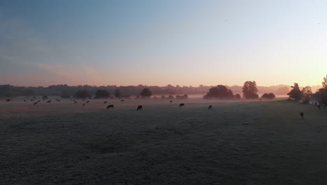 Slowly-moving-low-aerial-footage-across-east-anglian-countryside-with-cows-grazing-in-low-lying-mist