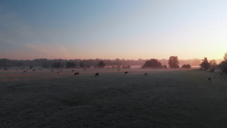 slowly moving low aerial footage across east anglian countryside with cows grazing in low lying mist