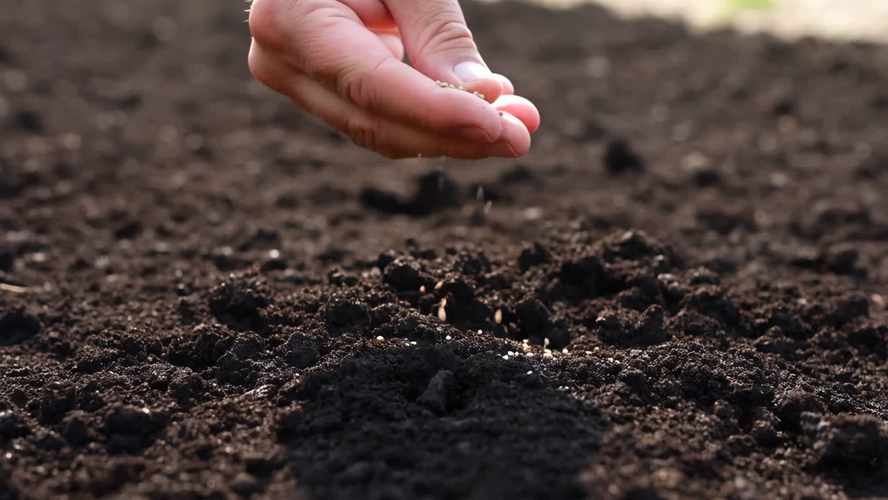 A hand scattering seeds onto fertile soil for planting