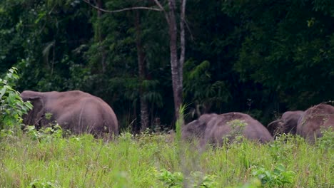 Los-Elefantes-Asiáticos-Son-Especies-En-Peligro-De-Extinción-Y-También-Son-Residentes-De-Tailandia