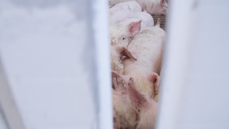 Group-of-pigs-in-farm-yard