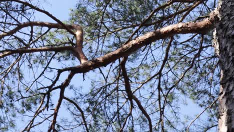 detail moving shot of two pine trees moving with wind