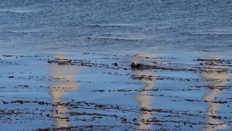 Una-Sola-Nutria-Marina-Flotando-Sobre-Un-Reflejo-De-Tres-Pilas-De-Humo-De-Una-Central-Eléctrica-En-Morro-Bay,-California