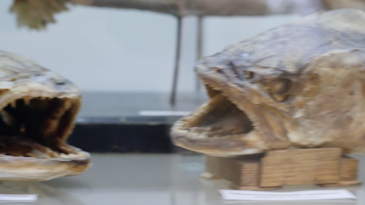 espécimen de cabeza de pez taimen secado