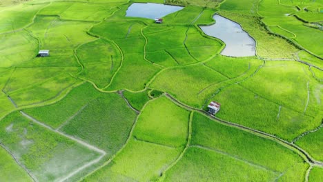 aerial view shot of paddy field in arunachal pradesh