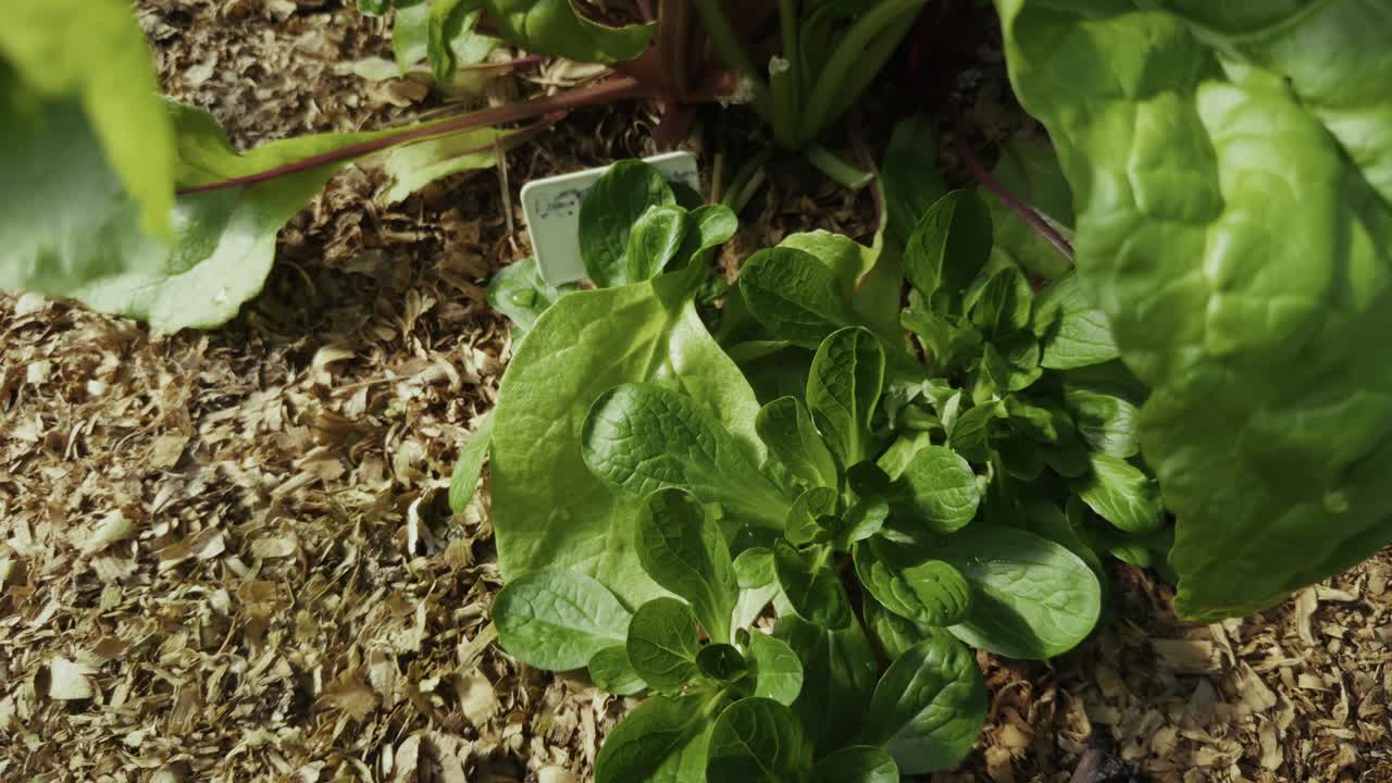 A patch of leafy greens grows low to the ground in cool morning shade.