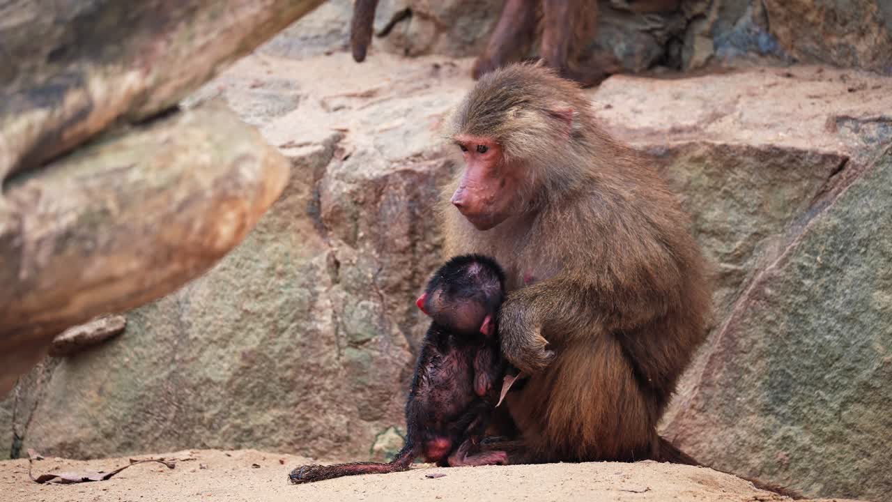 mono alimentando a su bebé en las rocas mientras mira alrededor