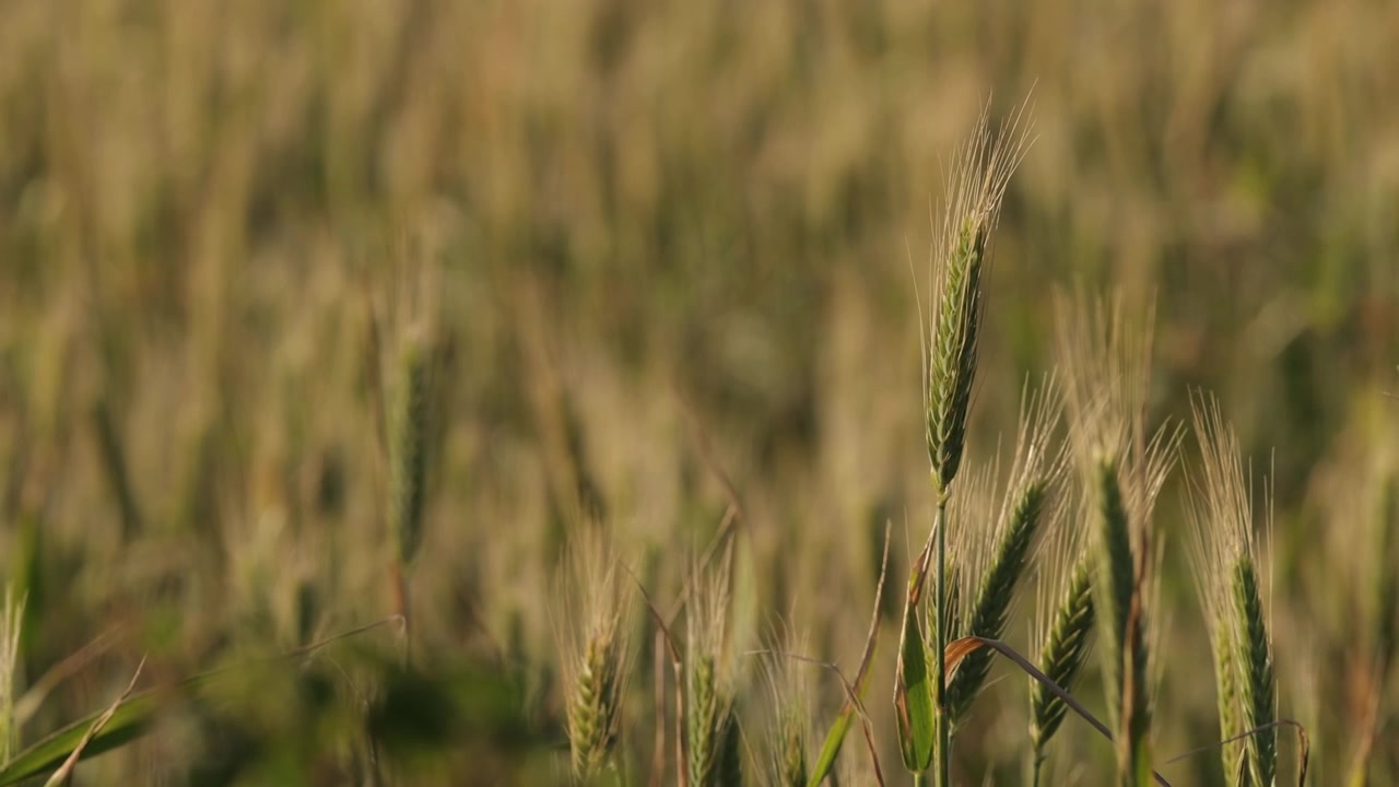 Wheat plantation. Cereal farm. EU food security.