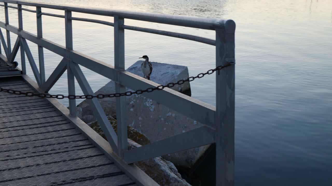 Ein Kormoran neben einer Fußgängerbrücke im Hafen von Dénia, Spanien, bei Sonnenuntergang.